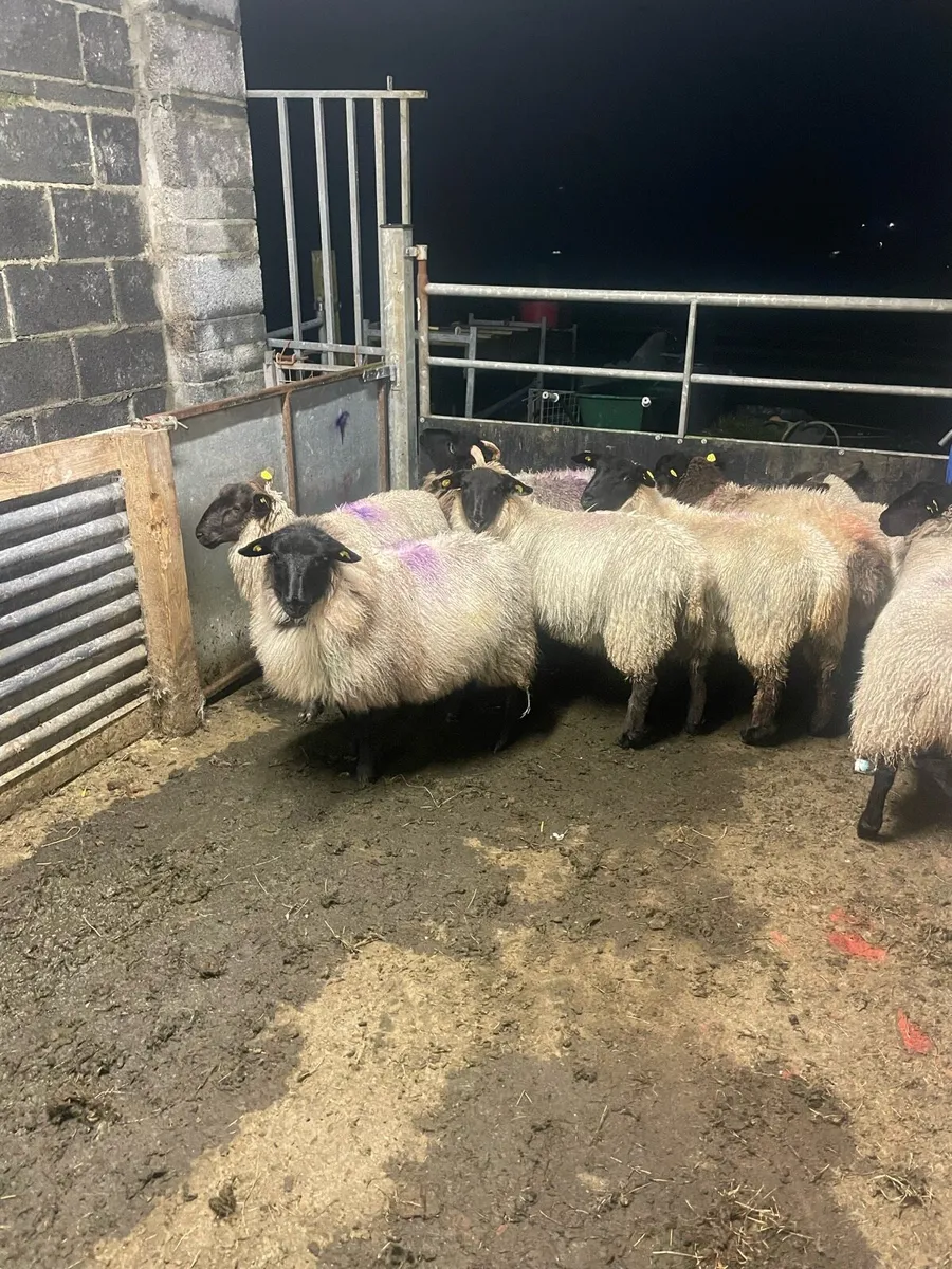 Suffolk x ewe lambs - Image 1