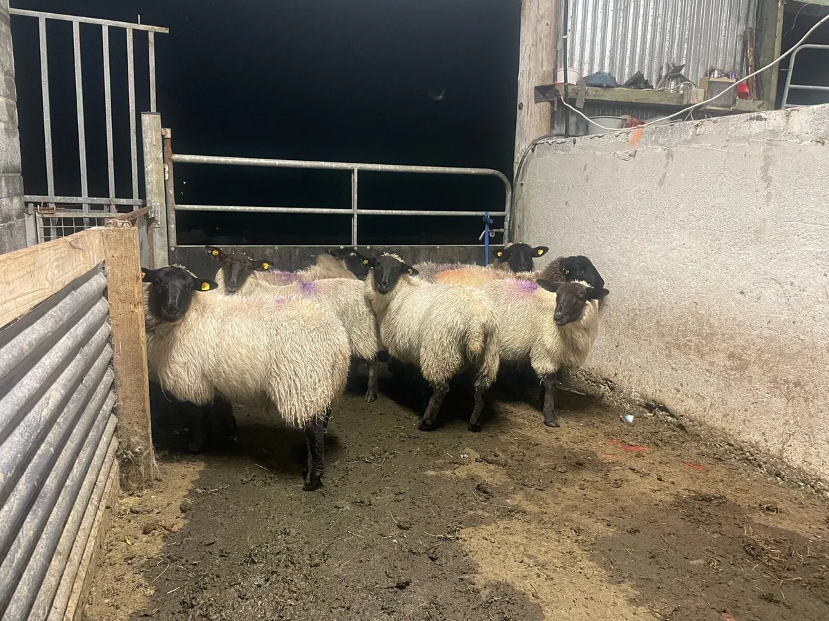Suffolk x ewe lambs - Image 2