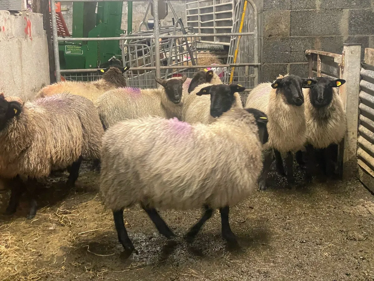 Suffolk x ewe lambs - Image 3
