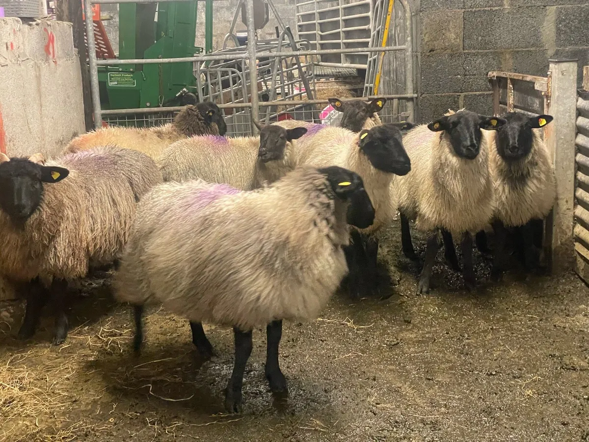 Suffolk x ewe lambs - Image 4