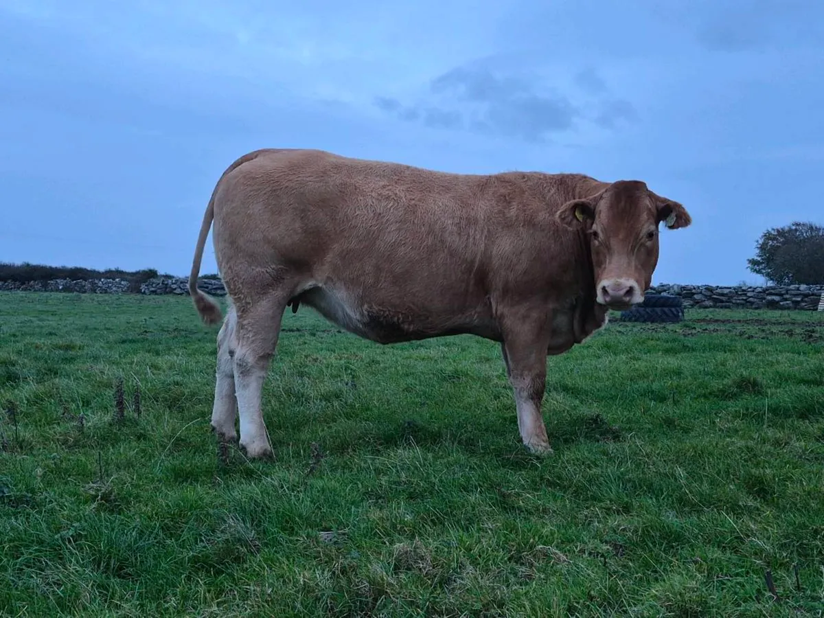 INCALF HEIFERS - Image 2