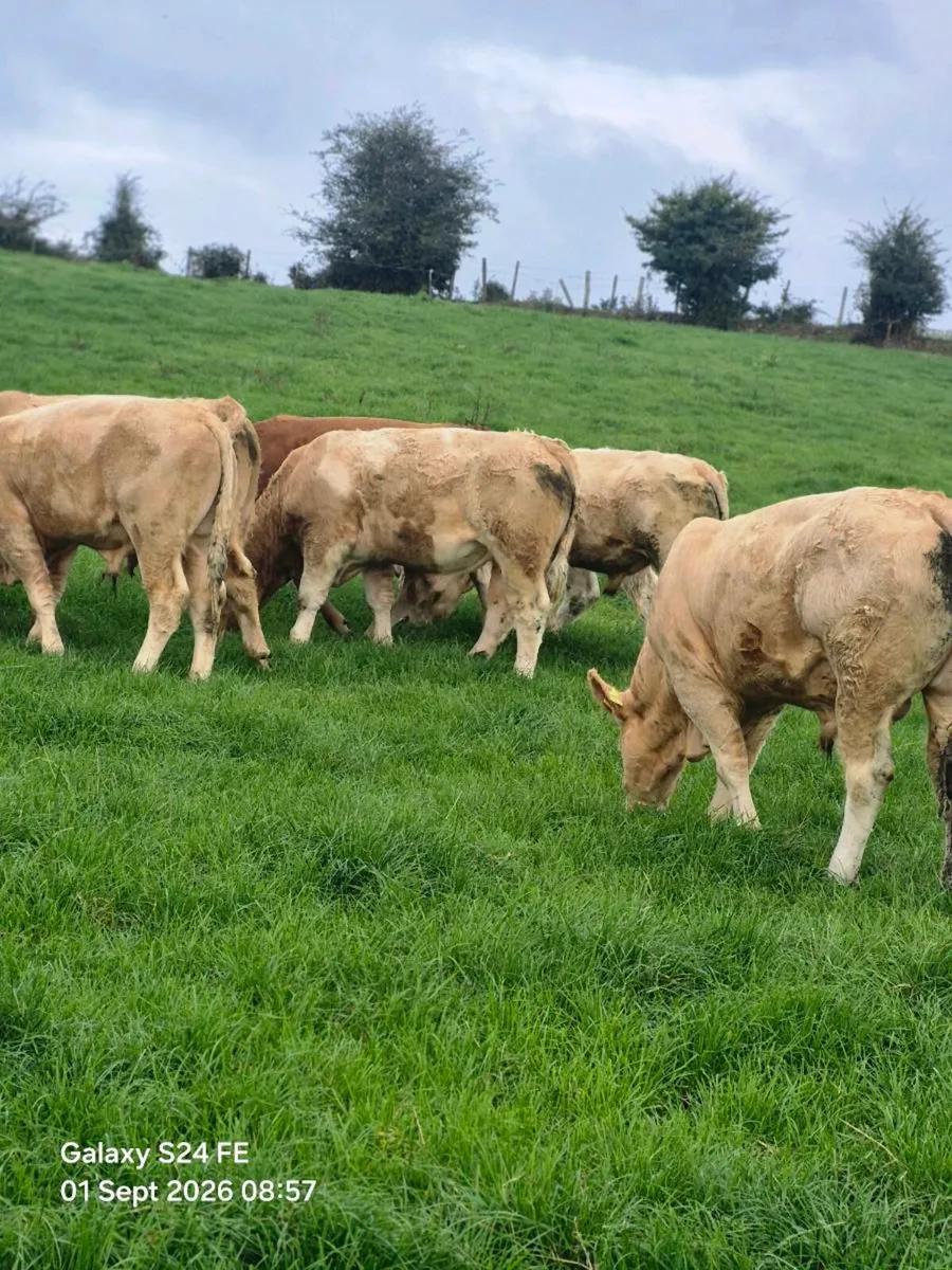 16 bullocks - Image 4