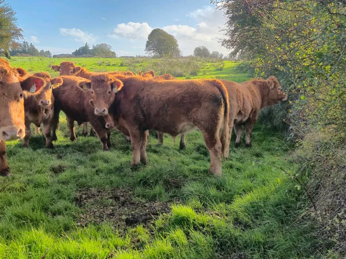 16 bullocks - Image 3