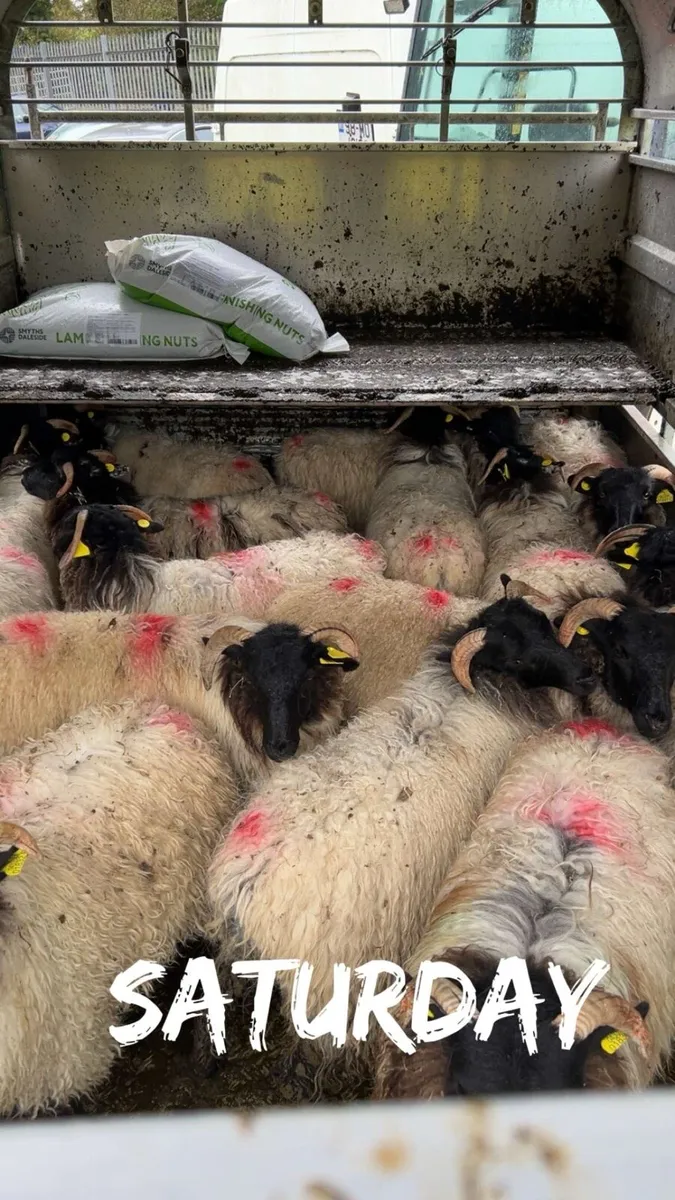 Horned ewe lambs - Image 1