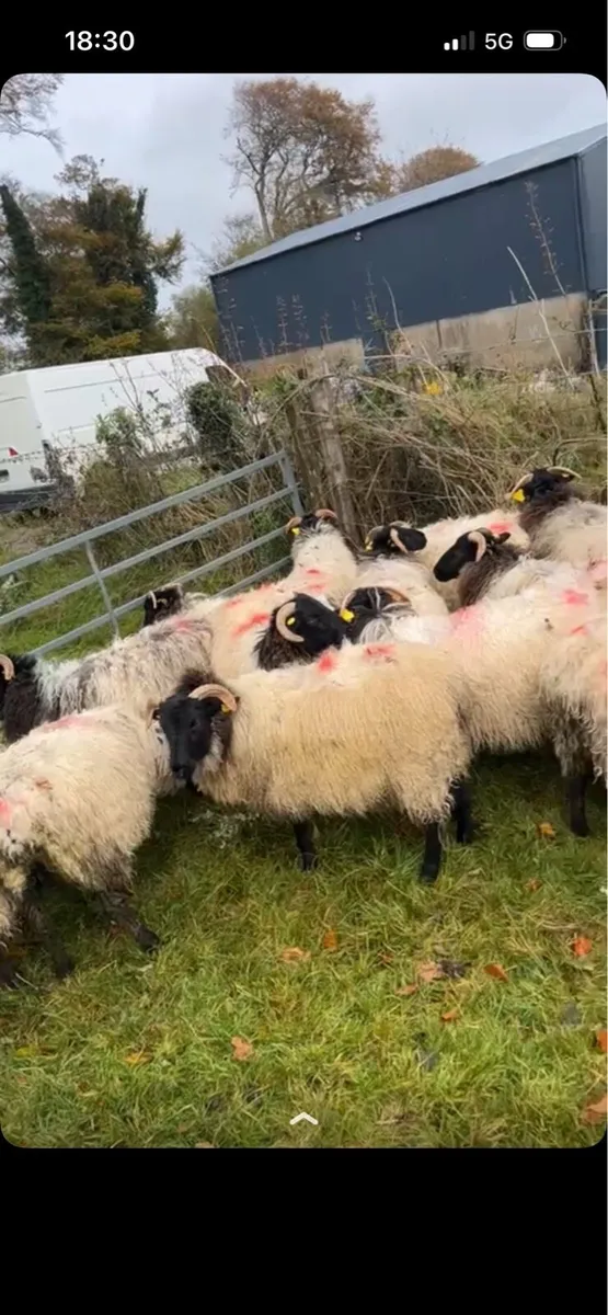 Horned ewe lambs - Image 2