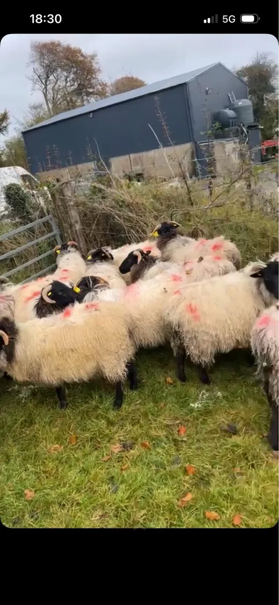 Horned ewe lambs - Image 3