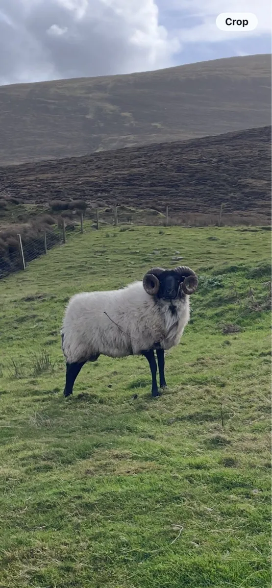 Hogget Ram - Image 2