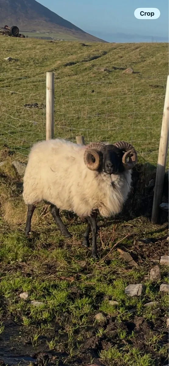 Hogget Ram - Image 3