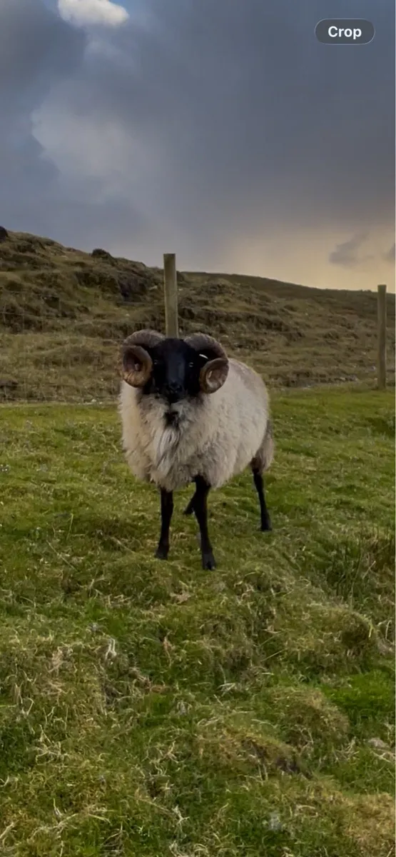 Hogget Ram - Image 4