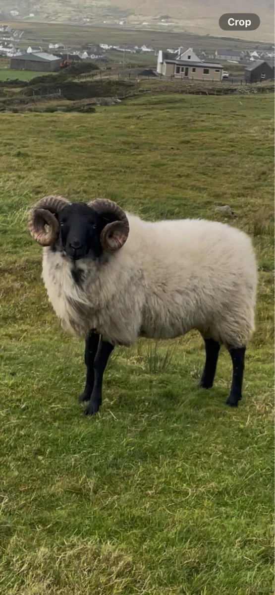 Hogget Ram - Image 1