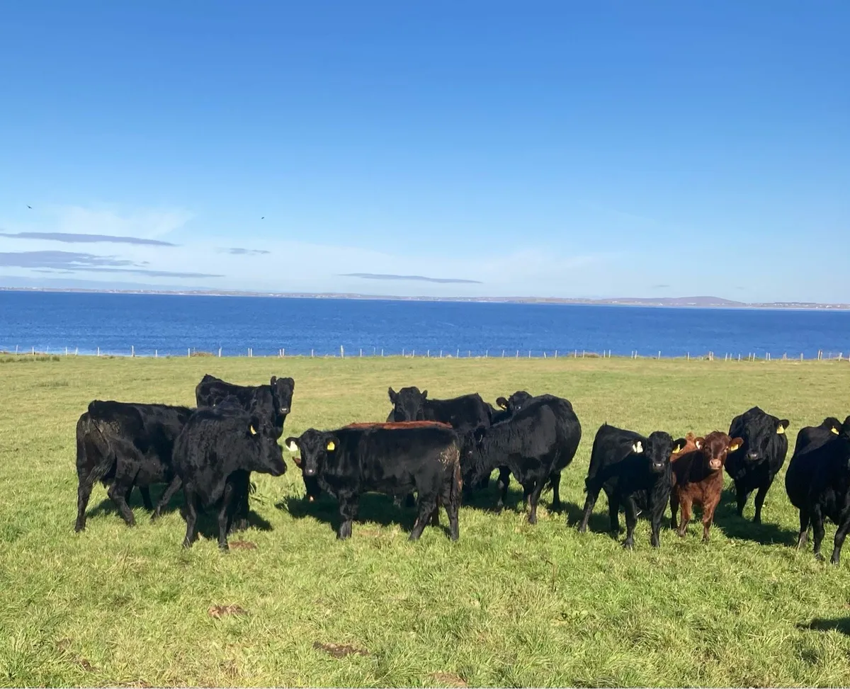 Pedigree Dexter Calves