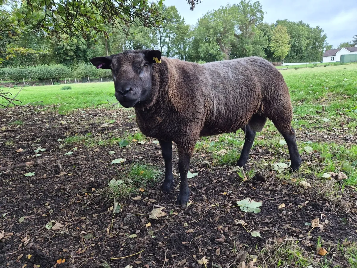 Sheep - Image 2