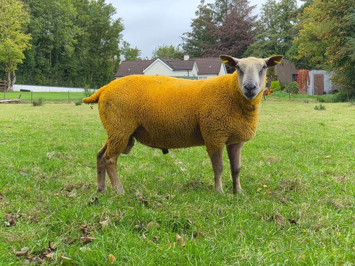 Sheep - Image 1