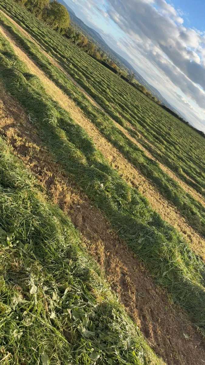 Silage - Image 2