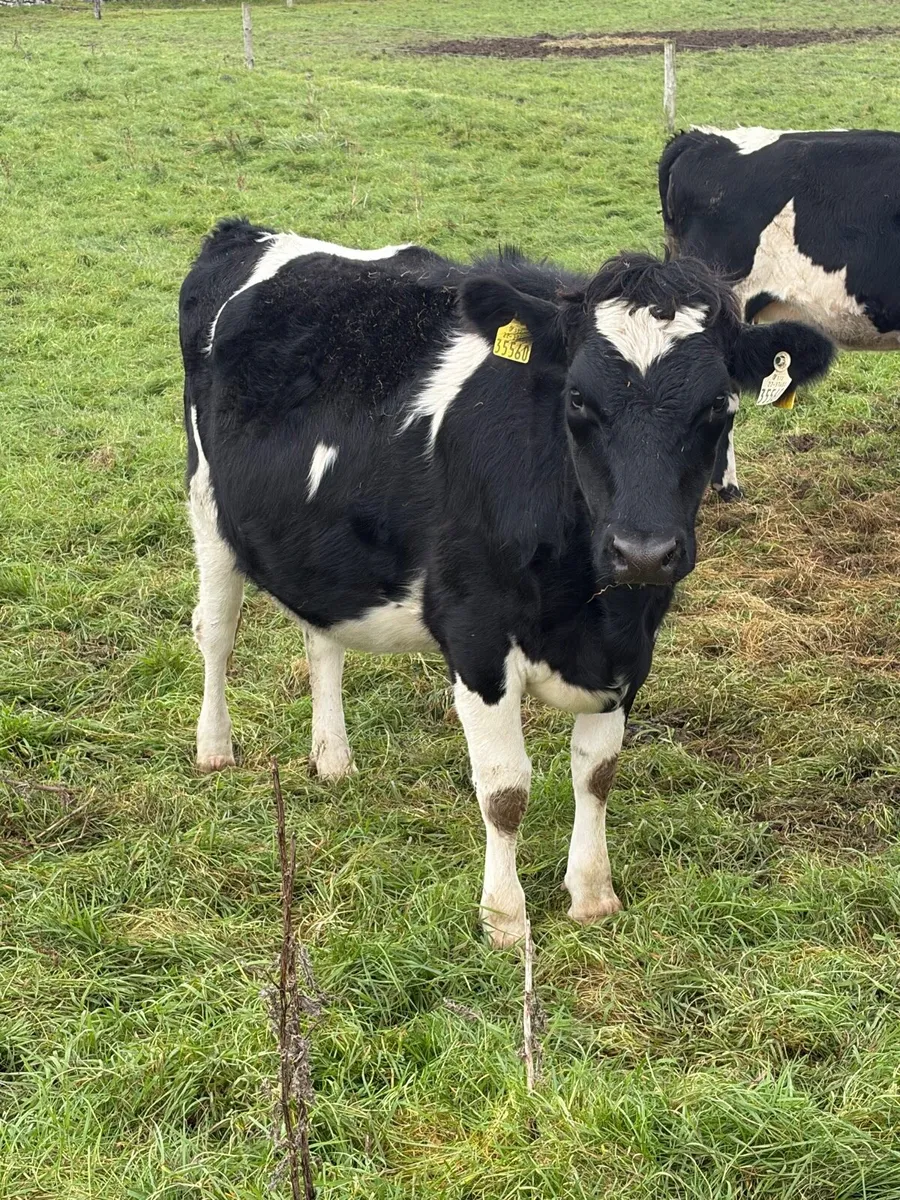 In Calf Heifer - Image 2