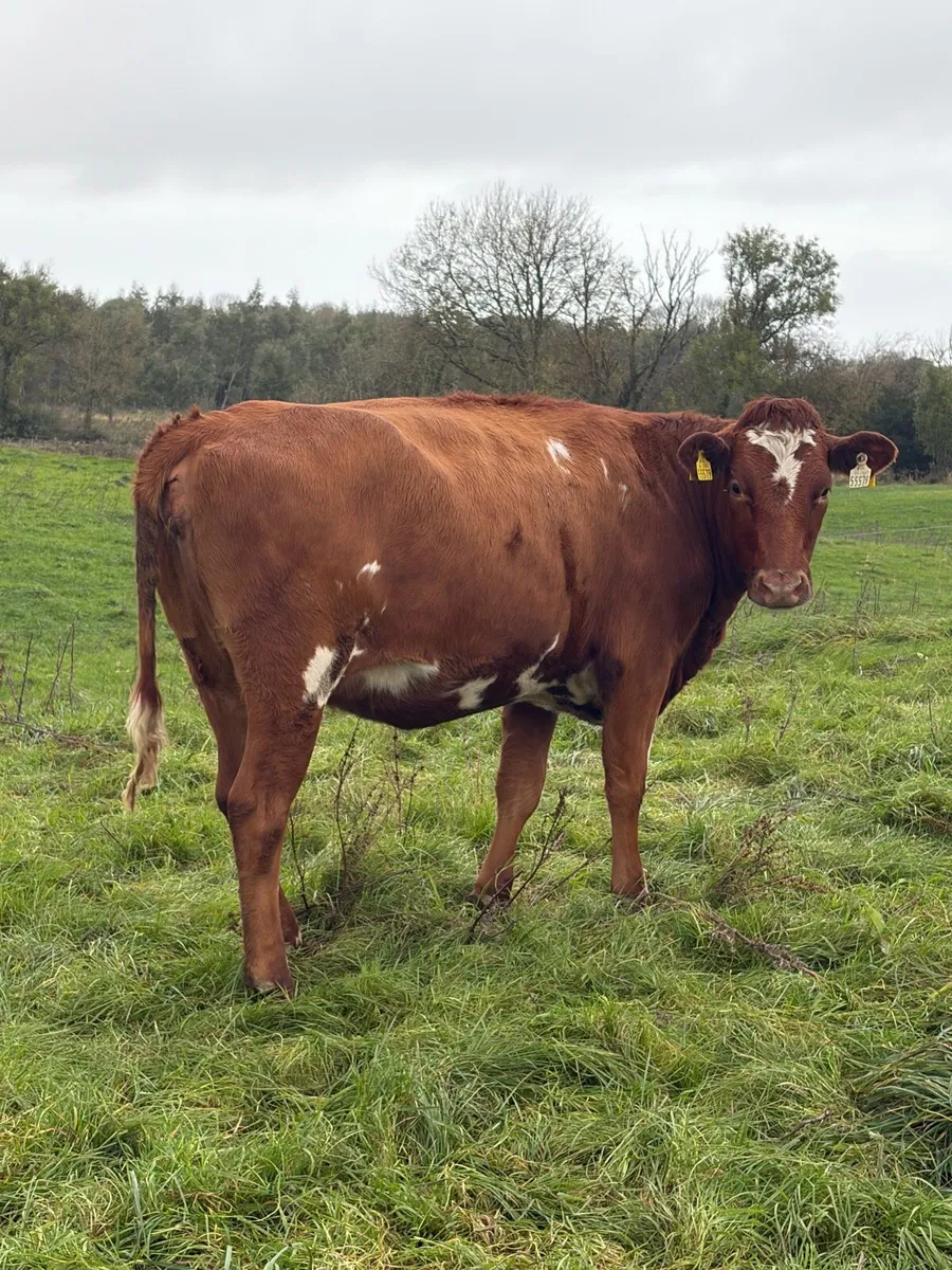 In Calf Heifer - Image 3