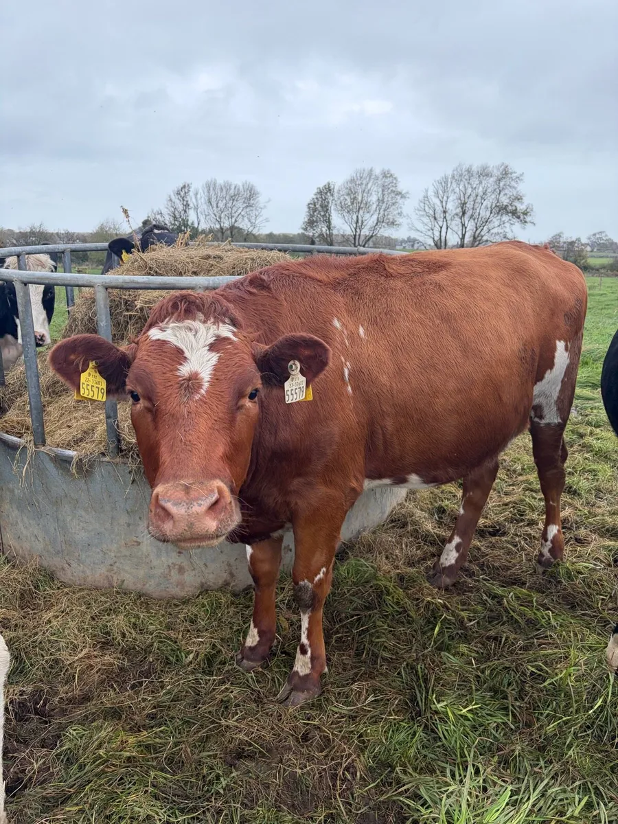 In Calf Heifer - Image 4