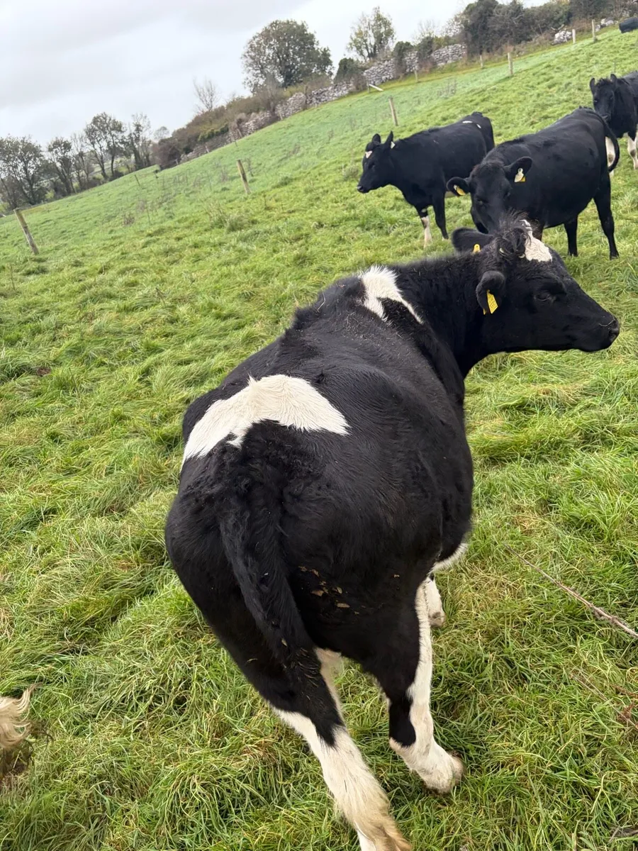 In Calf Heifer - Image 1
