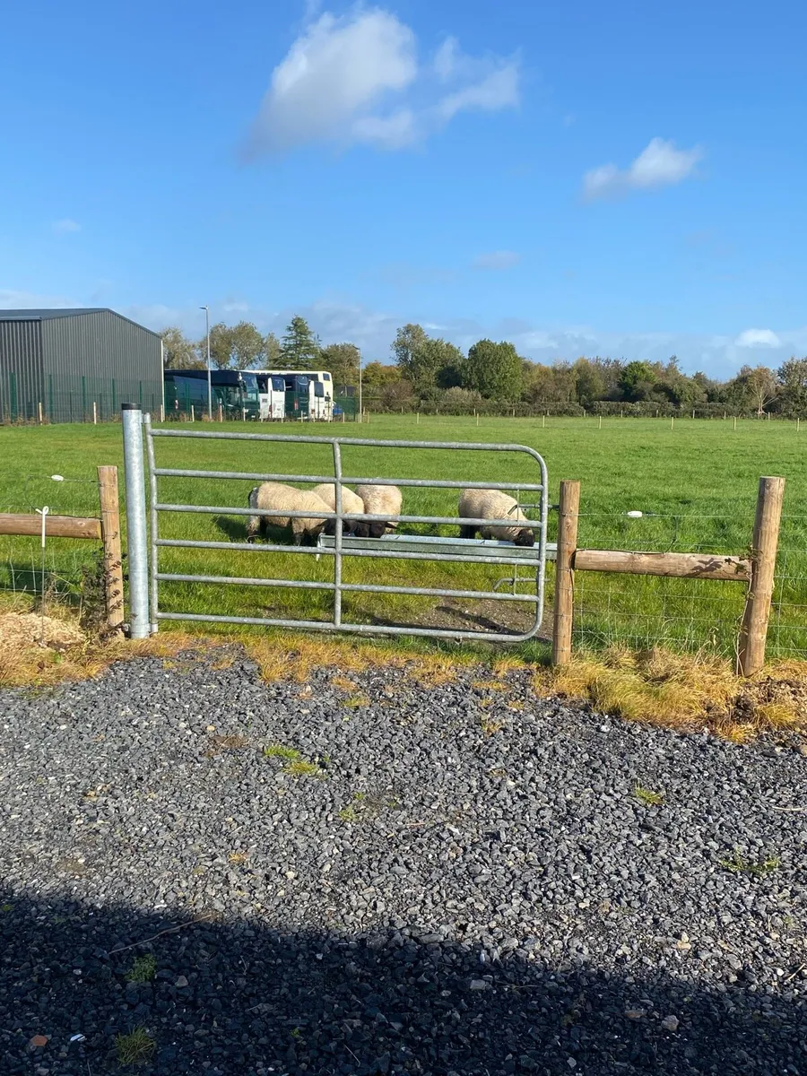 Sheep - Image 1