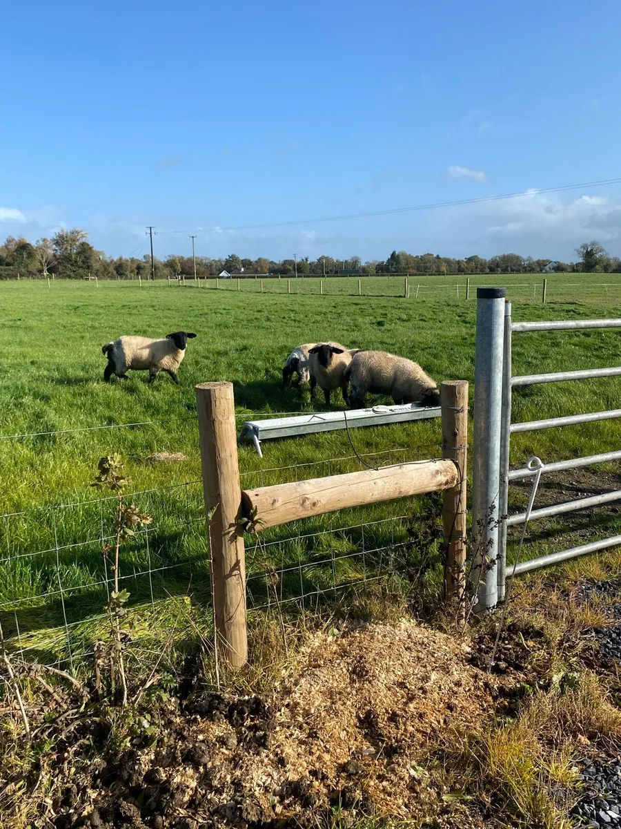 Sheep - Image 2
