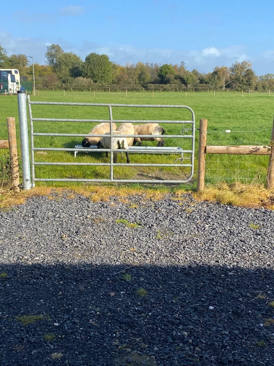Sheep - Image 3