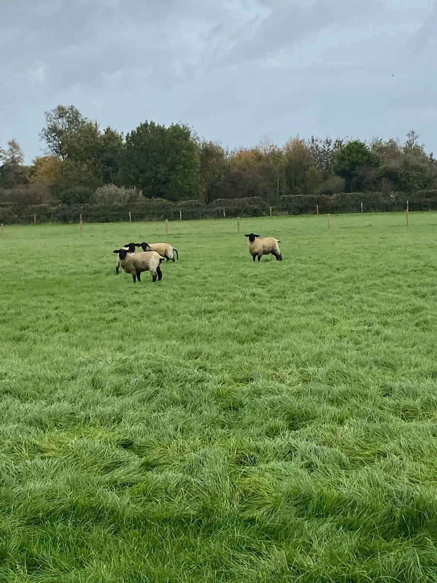 Sheep - Image 4