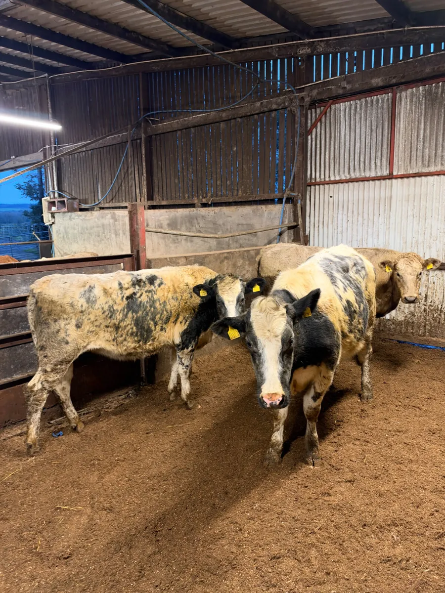 Springing heifers - Image 4