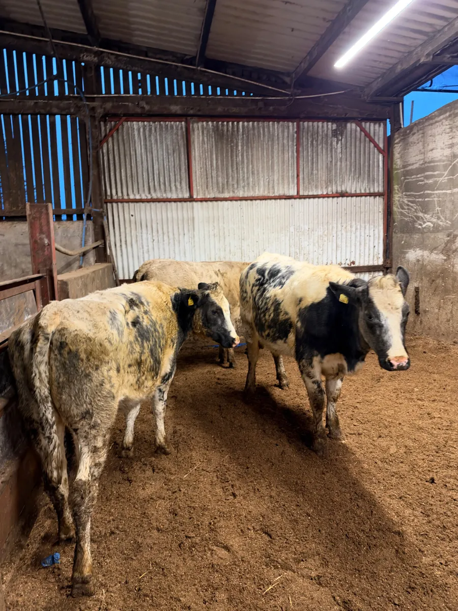 Springing heifers - Image 3
