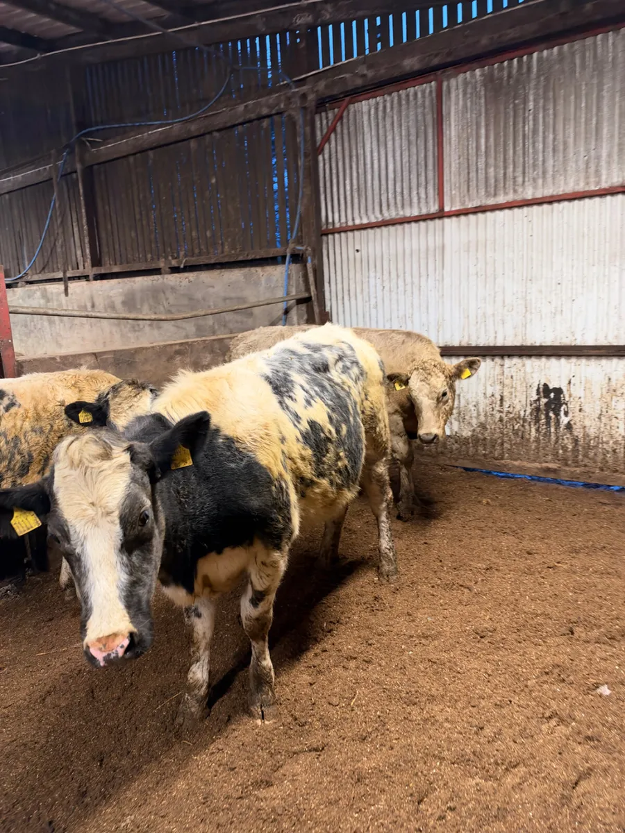 Springing heifers - Image 2