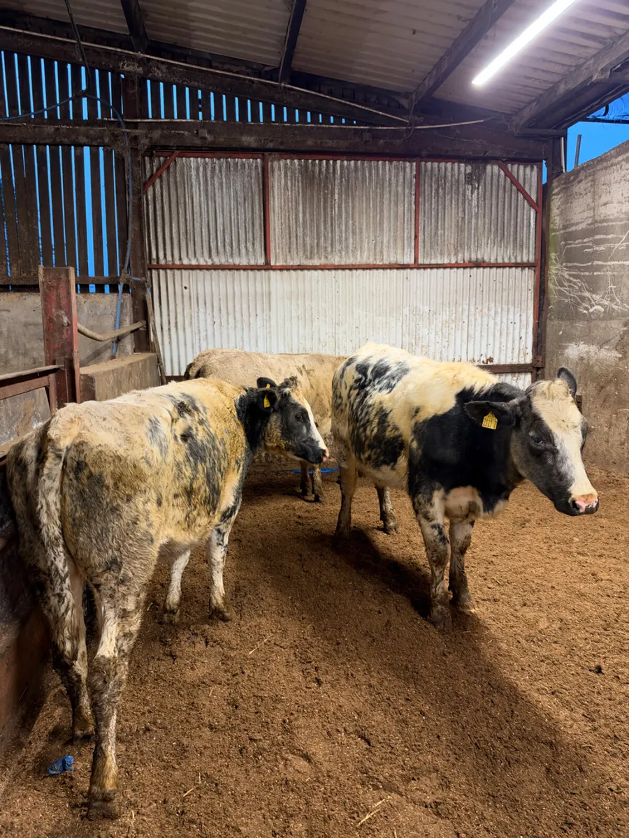 Springing heifers - Image 1