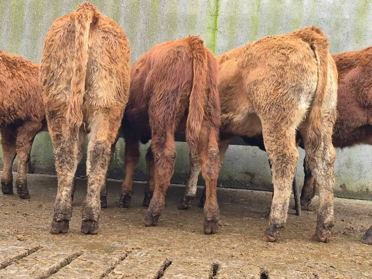 10 Smashing Heifer Weanlings - Image 1