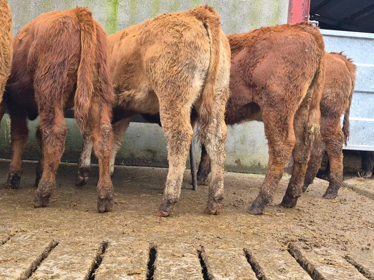 10 Smashing Heifer Weanlings - Image 2