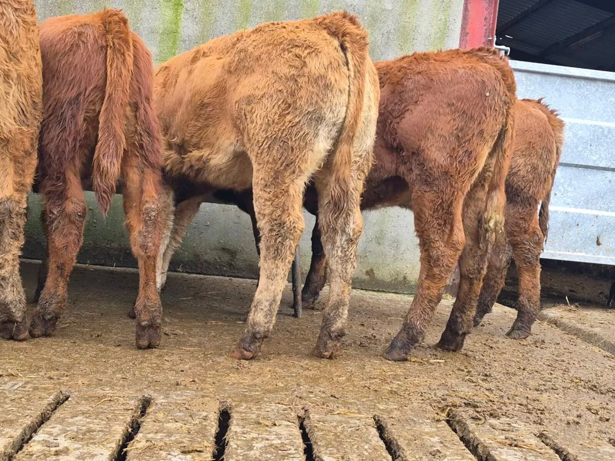 10 Smashing Heifer Weanlings - Image 3