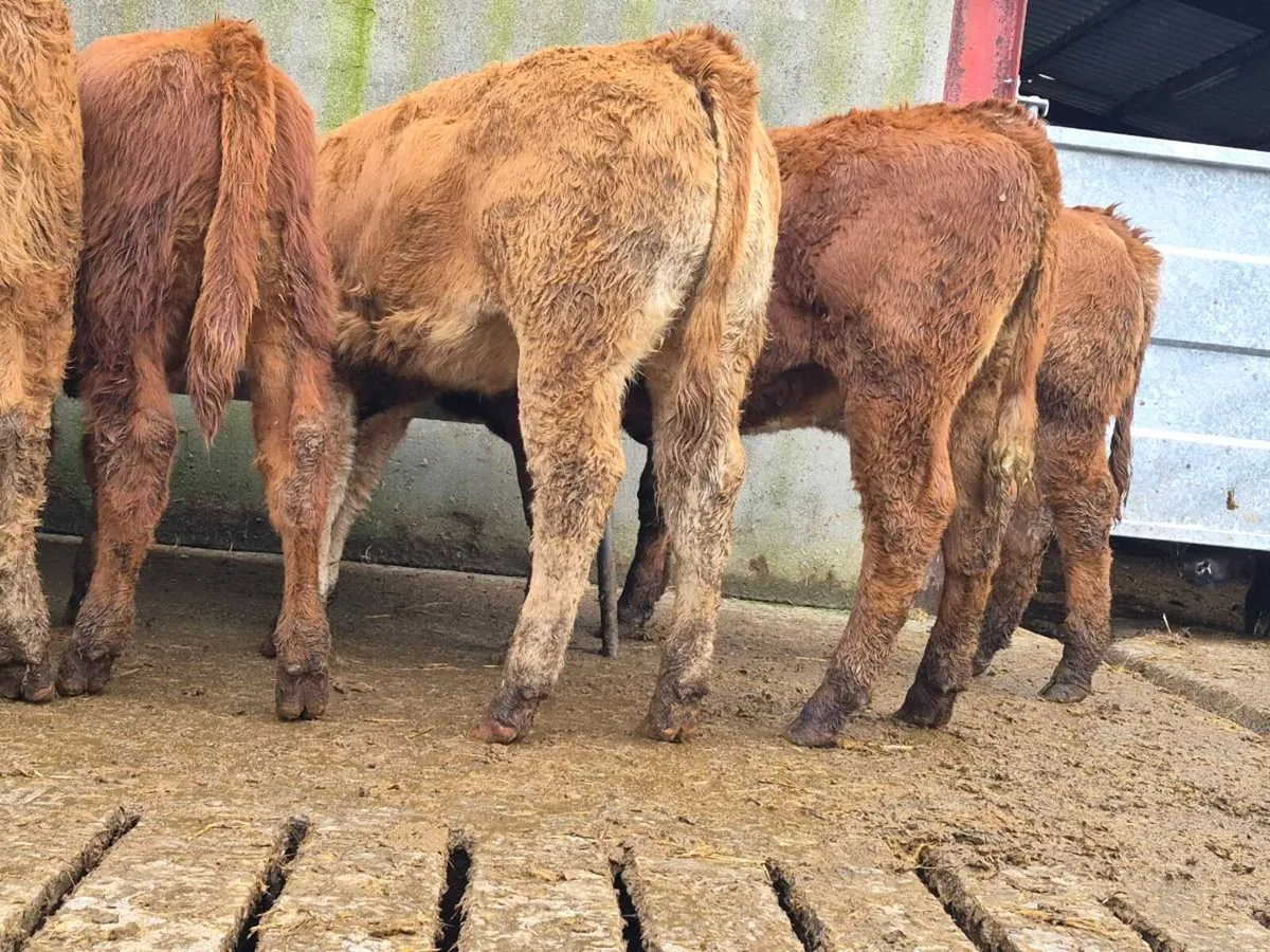 10 Smashing Heifer Weanlings - Image 4