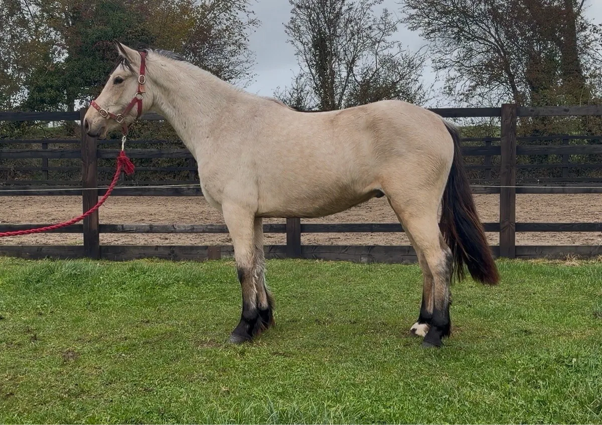 Dun Connemara Gelding - Image 1