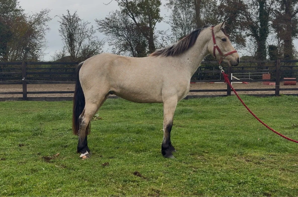 Dun Connemara Gelding - Image 4