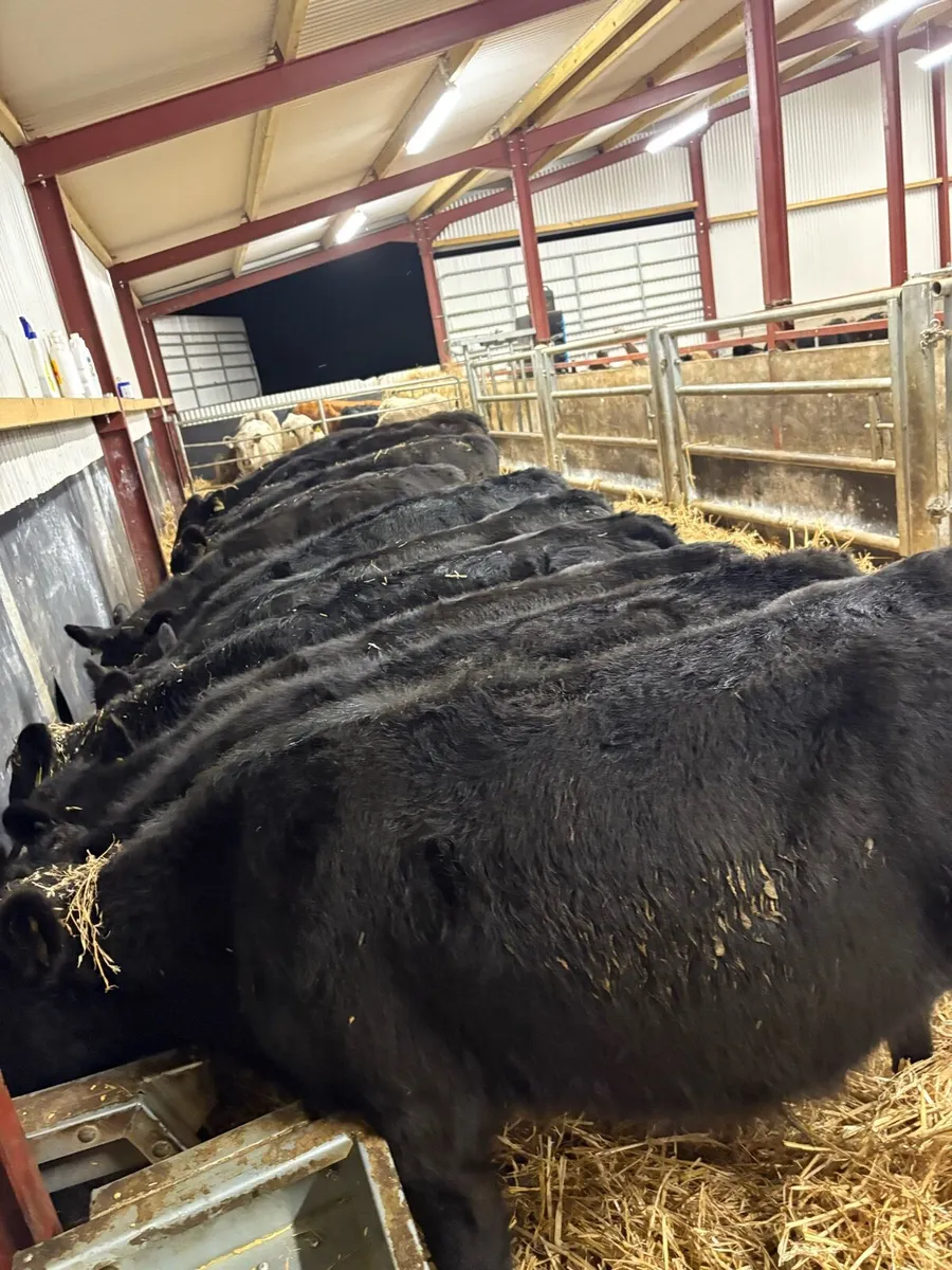 14 super 240kg Angus bullocks for sale🔥🔥 - Image 1