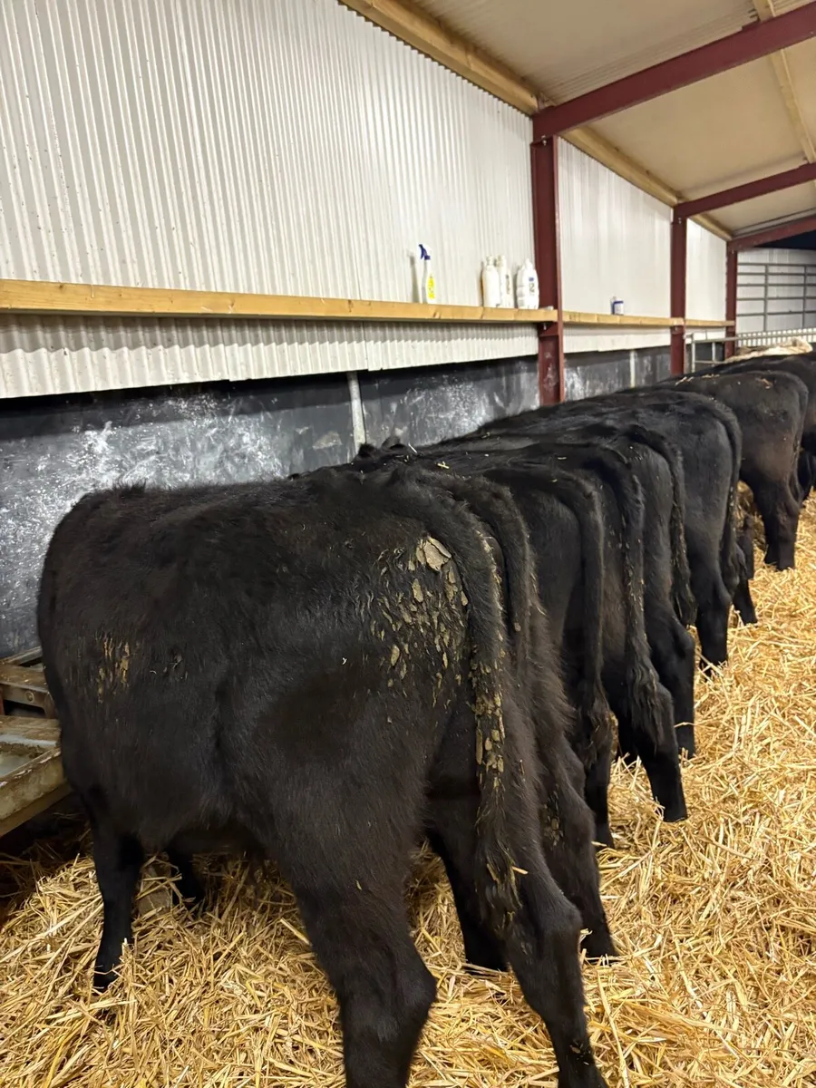 14 super 240kg Angus bullocks for sale🔥🔥 - Image 2