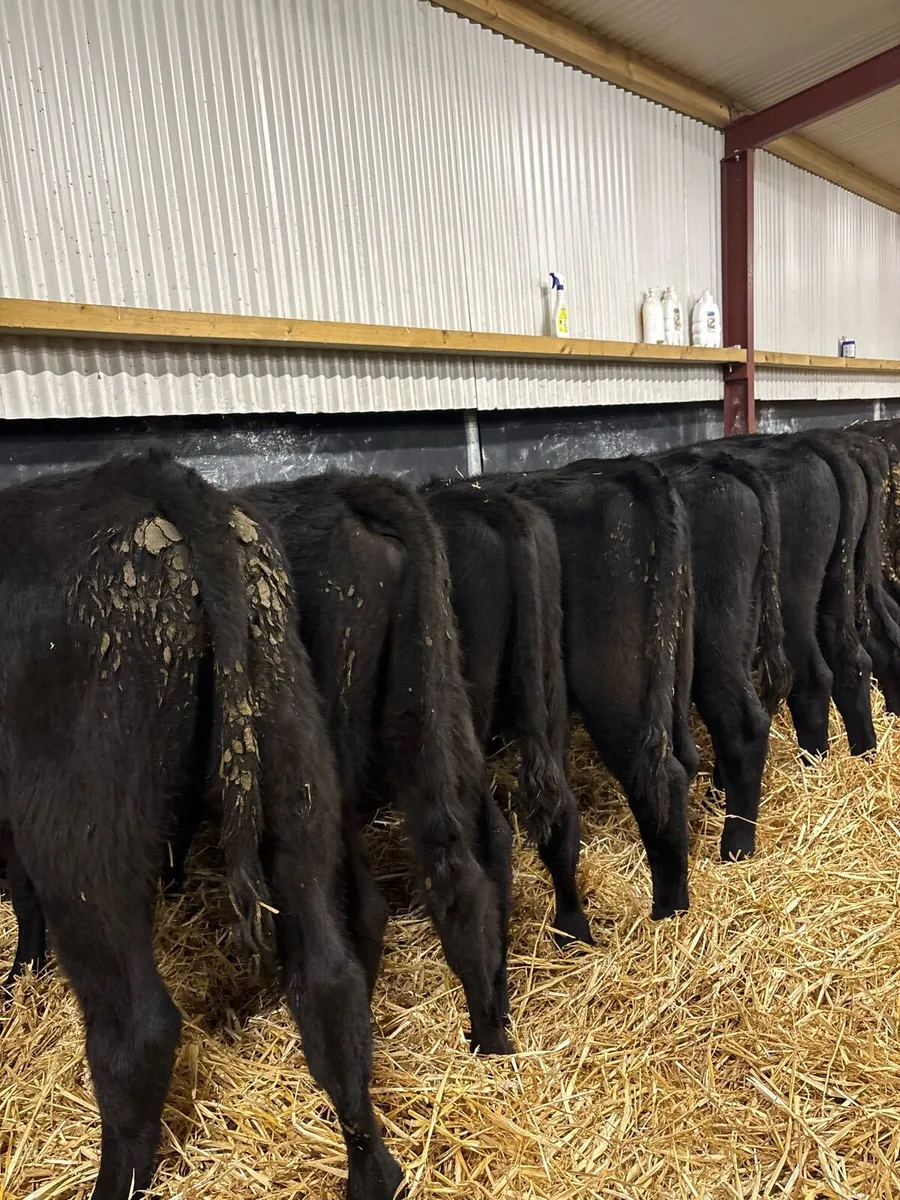 14 super 240kg Angus bullocks for sale🔥🔥 - Image 3