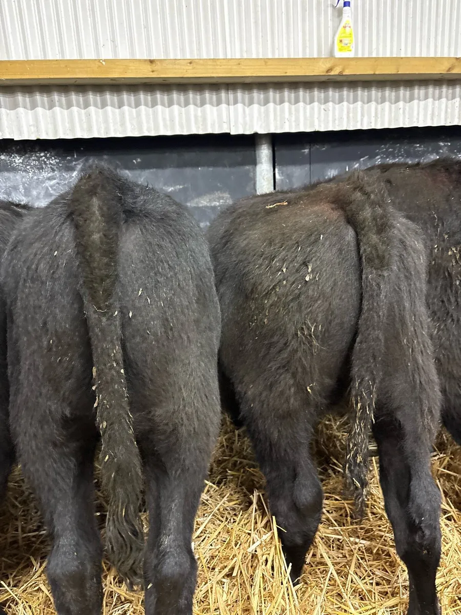 14 super 240kg Angus bullocks for sale🔥🔥 - Image 4