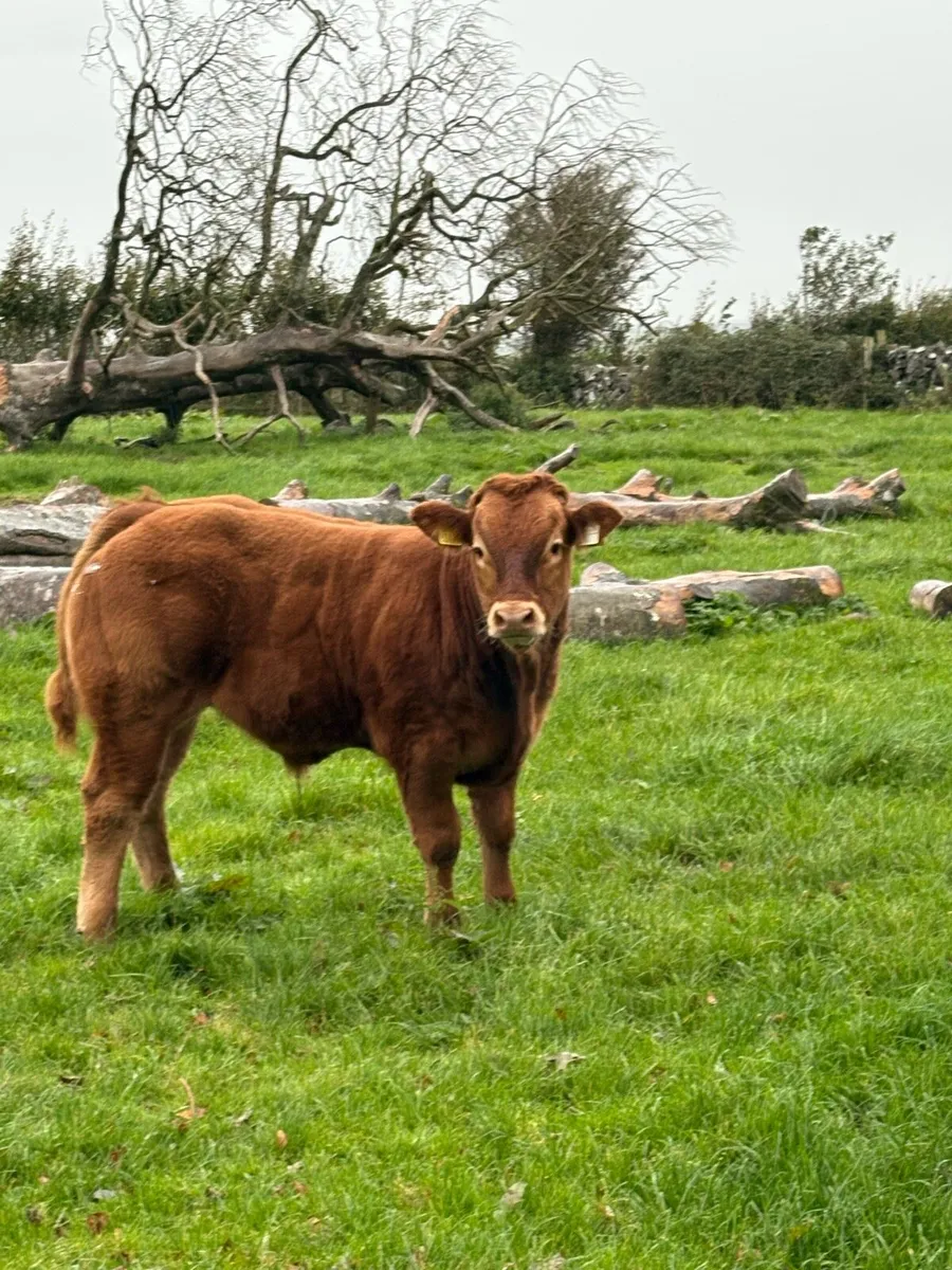 In calf first calved cow with bull calf at foot - Image 3