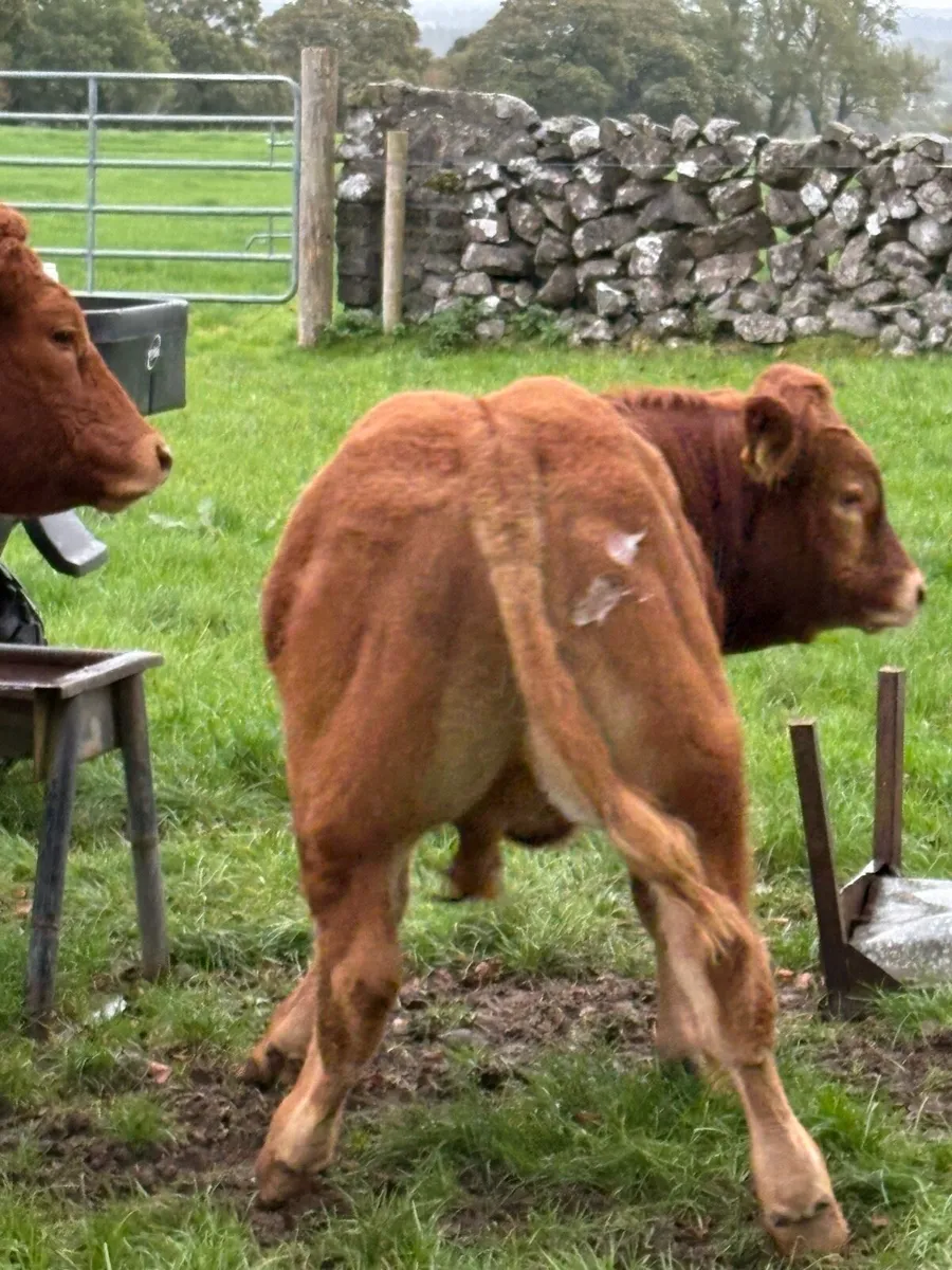 In calf first calved cow with bull calf at foot - Image 4