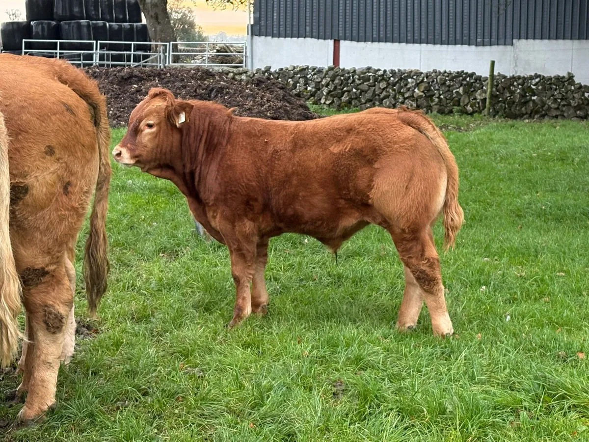 In calf first calved cow with bull calf at foot - Image 1
