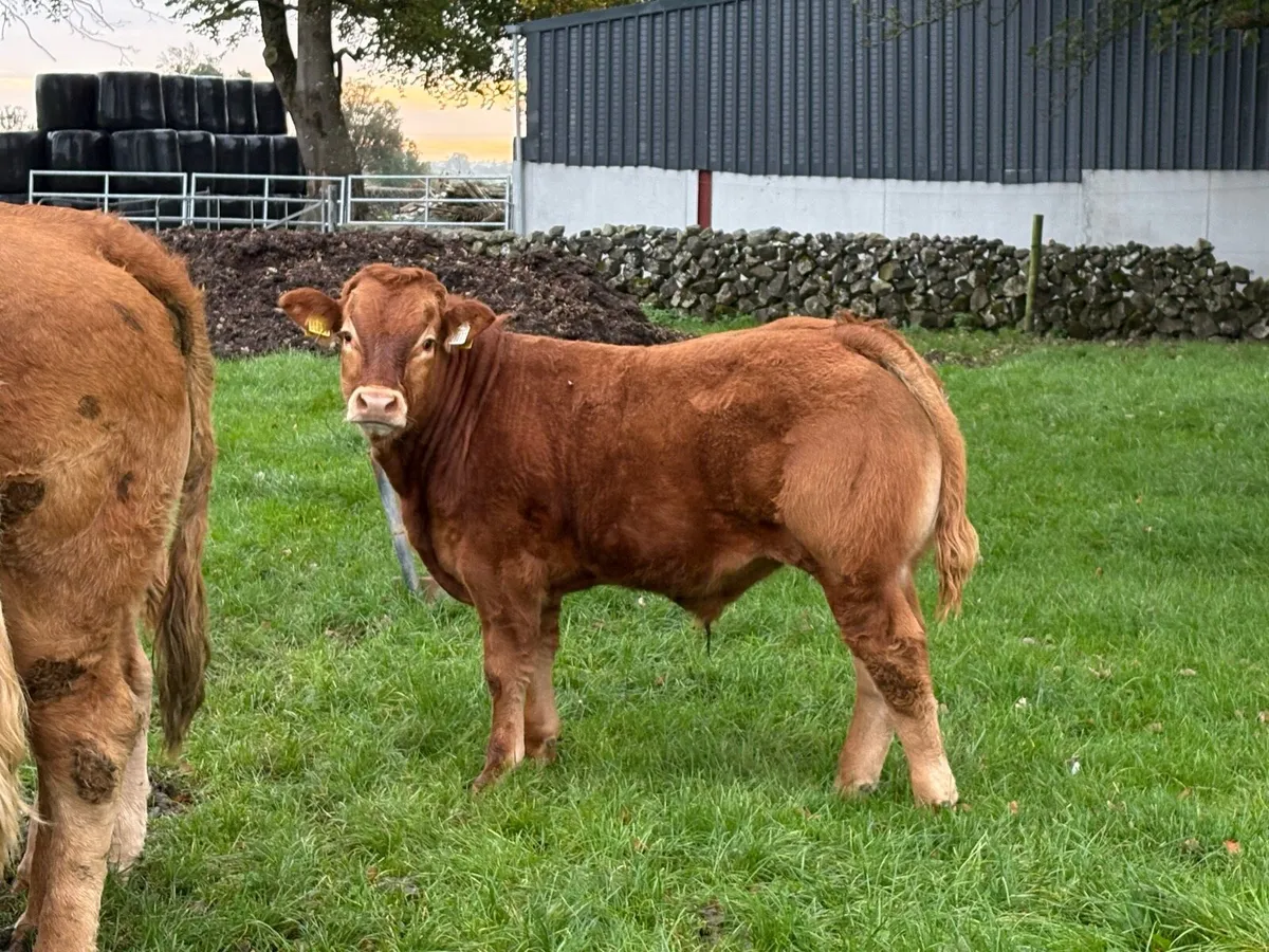 In calf first calved cow with bull calf at foot - Image 2