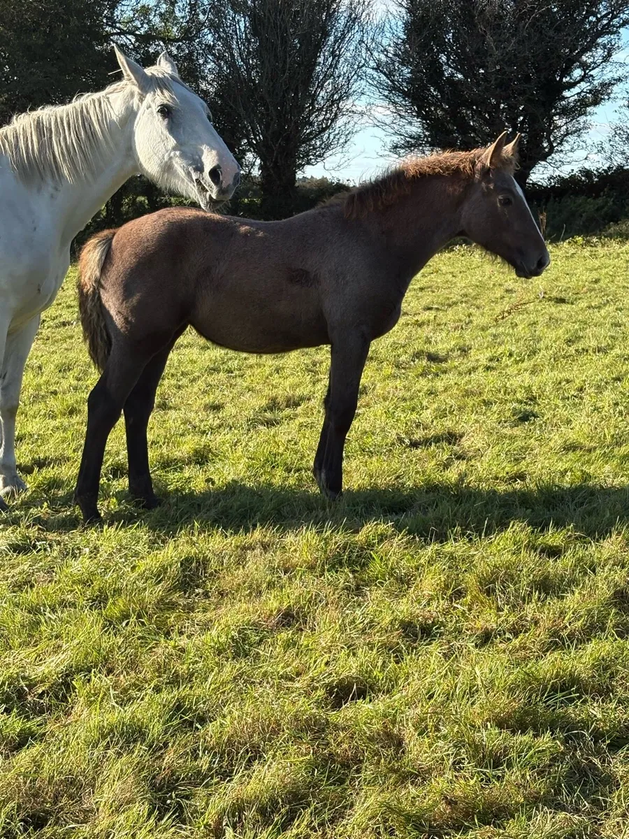 Irish Draught Filly foal - Image 2