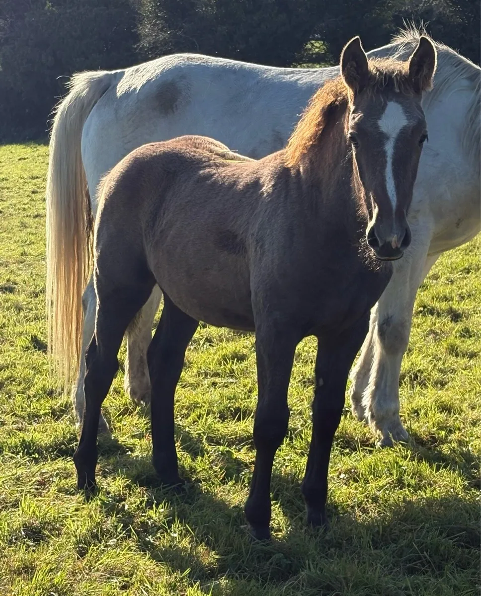Irish Draught Filly foal - Image 1