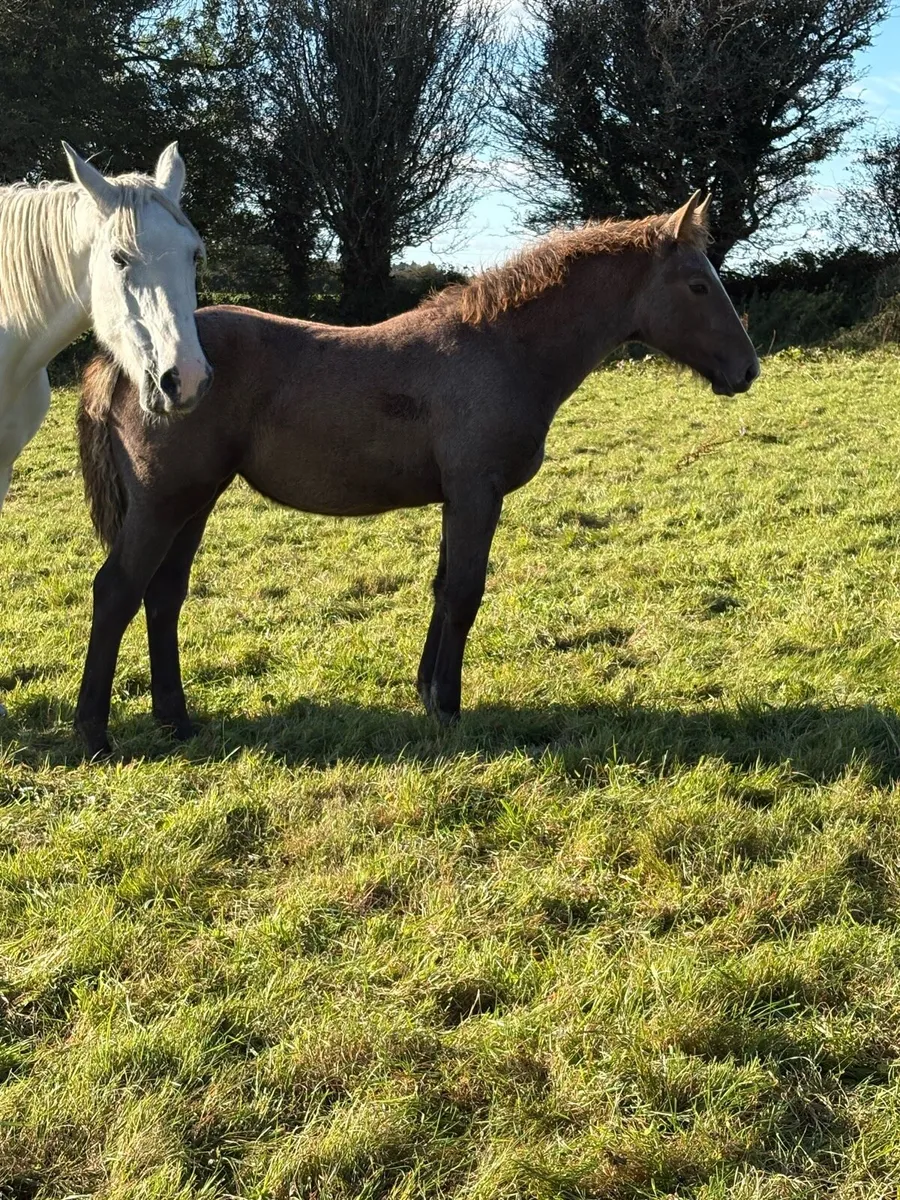Irish Draught Filly foal - Image 4