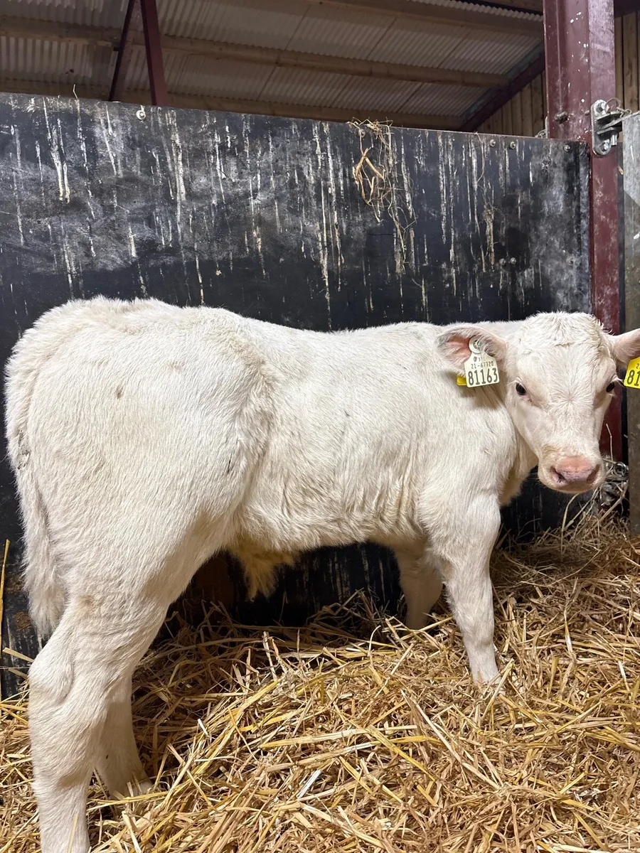 2 super show calves for sale 😍😍 - Image 2