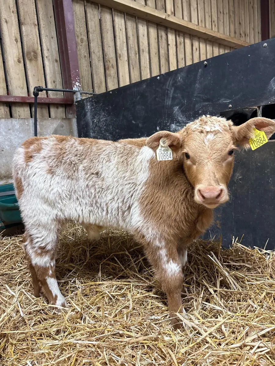 2 super show calves for sale 😍😍 - Image 3