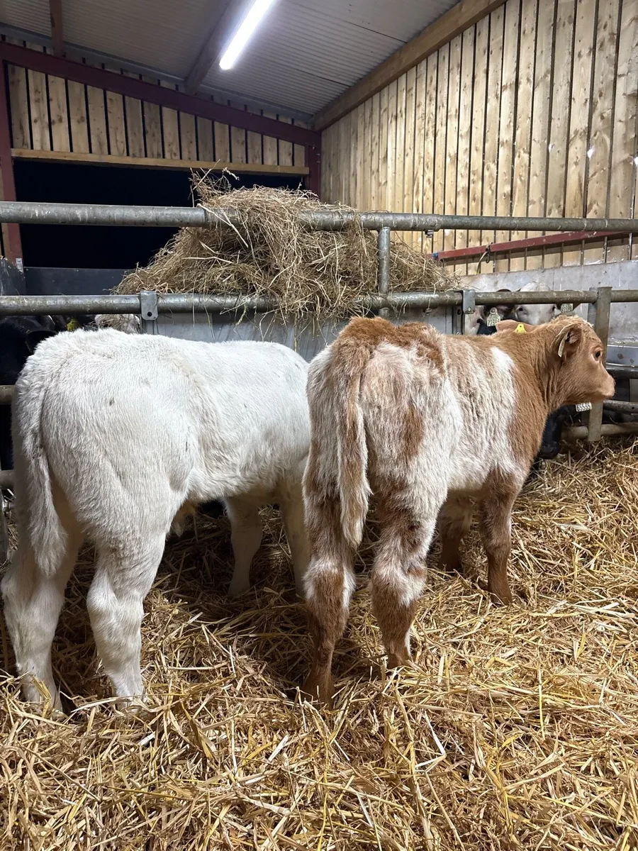 2 super show calves for sale 😍😍 - Image 4